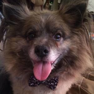 Meet your Posher, Barbara